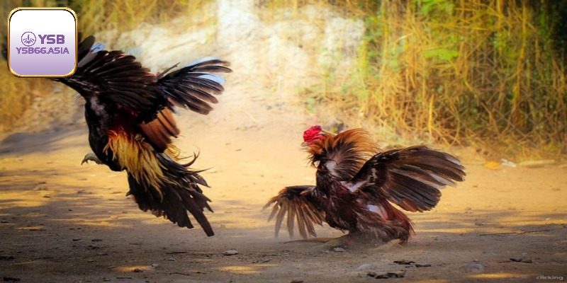 Cách chọn giống gà đòn