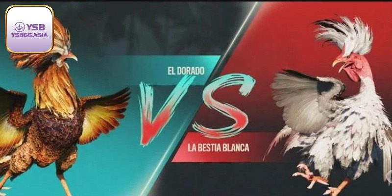 Game Đá Gà Hấp Dẫn, Xanh Chín Hàng Đầu Tại Nhà Cái YSB66