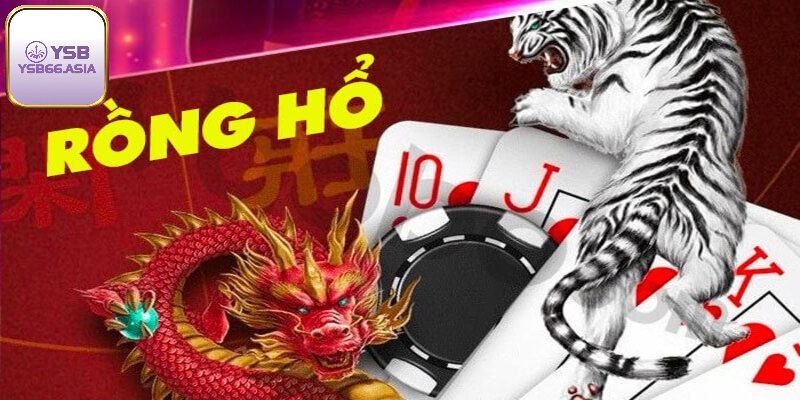 Một số thông tin về rồng hổ YSB66