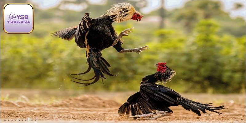 Nuôi Gà Đòn - Tiết Lộ Bí Quyết Nuôi Bách Chiến Bách Thắng