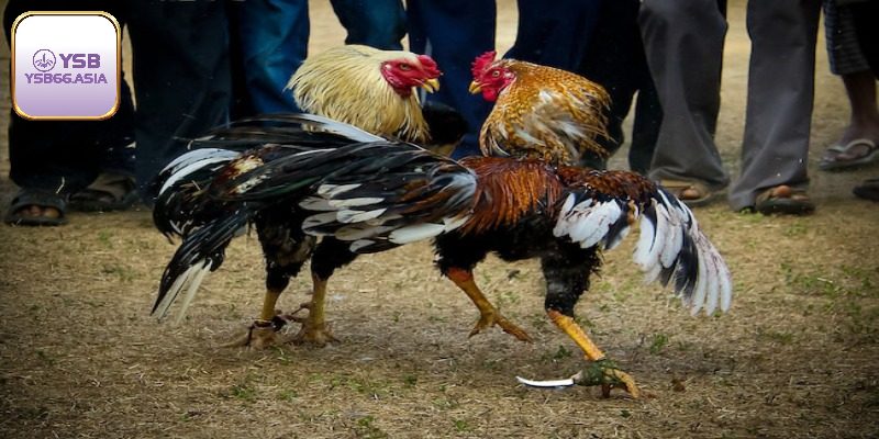 Nuôi gà đòn bằng cách tập luyện hàng ngày