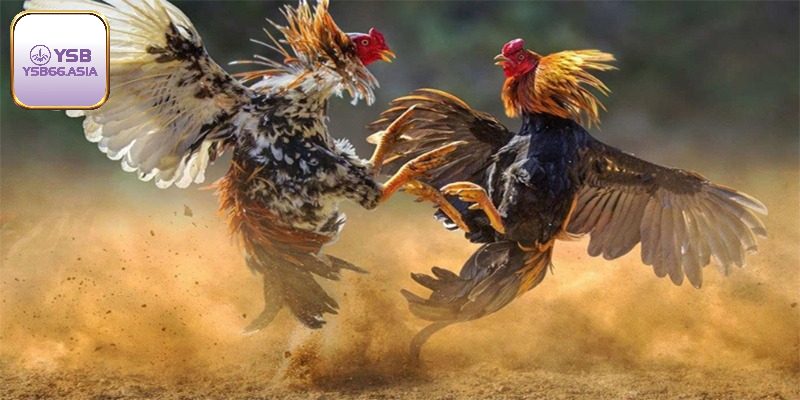 Nuôi gà om bóp thường xuyên